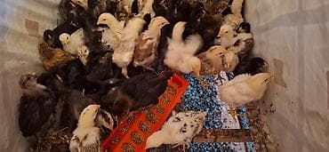 Животные: Продаю | Цыплята | Для разведения — 4
