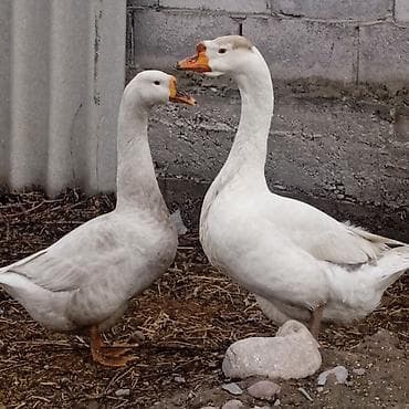 цена цыплят несушек: Продаю гусей молодые жирные большие. За двоих 5 т.сом. Мартовские — 2