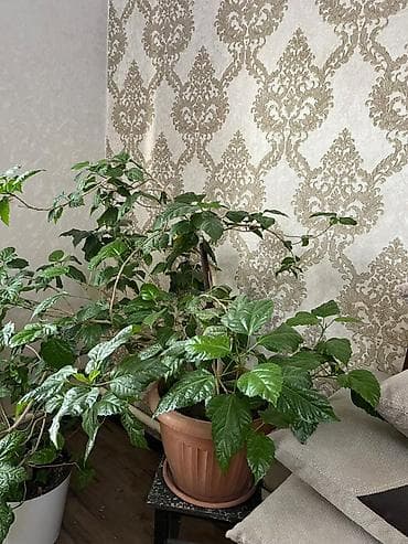 гибискусы: Продается китайская роза, крупный взрослый куст в горшке.
Цена — 1