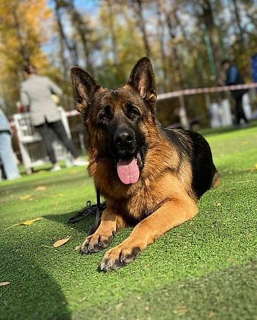 собака даберман: Немецкая овчарка, 2 месяца, Самка — 7