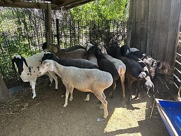 бенгальские котята в дар: Продаю | Овца (самка) | Гиссарская | На забой | Ярка — 1