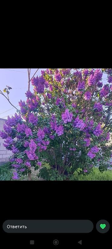 алма кол: Продаю сирень,калированная 1 ветка 50 сом ОПОТОМ ПО 35 СОМ — 2