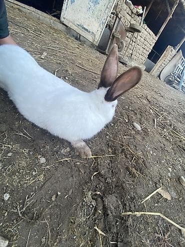 куплю кролик: Продаю | Крольчата | Для разведения — 2