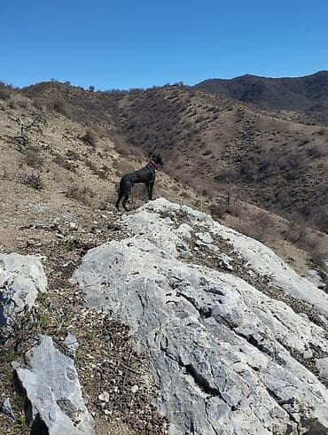 Үй жаныбарлары: Порода: тайган Сары Кыз 1жаш учар 2жаш Предлагаются собаки с рабочими — 1