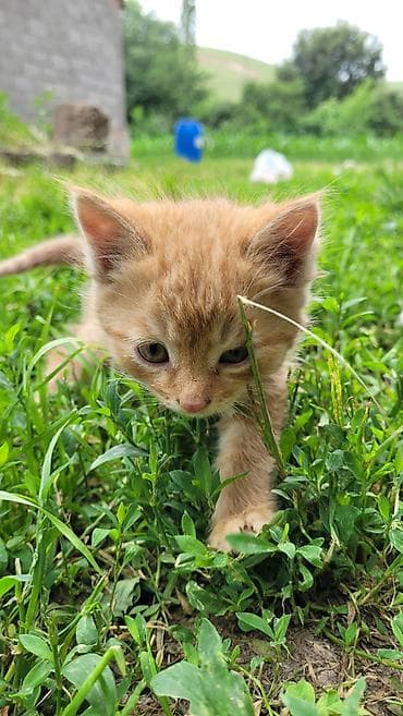 котёнок токмок: 2 месяца, Мальчик — 1
