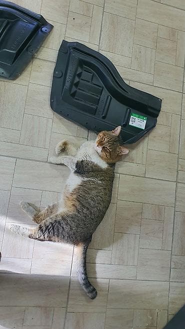 gx: Подкрылок Комплект Toyota, 2013 г., Новый, Аналог — 3