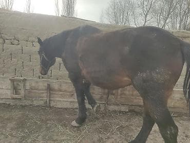 поставщики кормов для животных бишкек: Продаю | Конь (самец) | Рабочий — 7