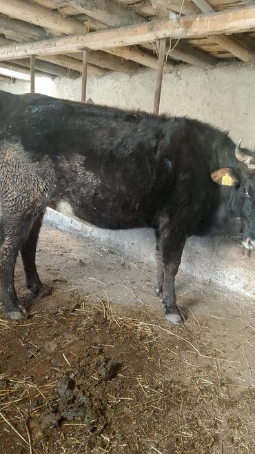 каров: Продаю | Тёлка | Швицкая | Для молока | Стельные — 2
