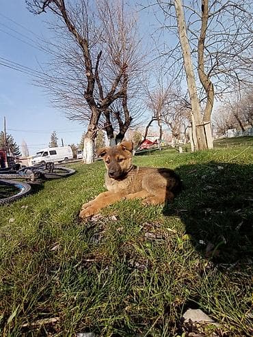 Отдам даром собаку: Щенок, метис средних пород - Возраст: примерно 2–3 месяца - Окрас — 5