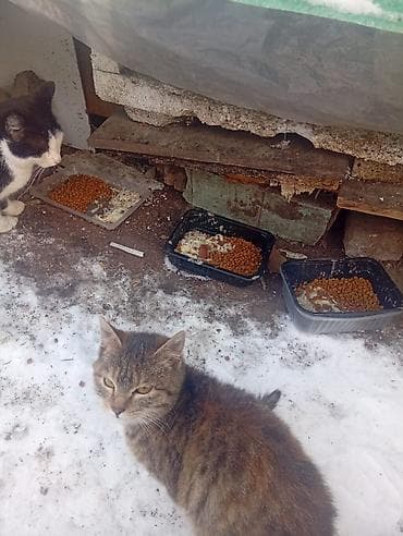 отдам мебель бесплатно: 4 месяца, Девочка — 2