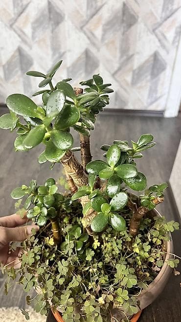 павлония дарагы: Комнатное растение толстянка (Crassula), также известное как «денежное — 3