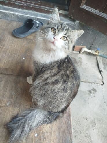 carters для мальчика: Беспородная, 2 месяца, Мальчик, Биколор, Проглистована — 4