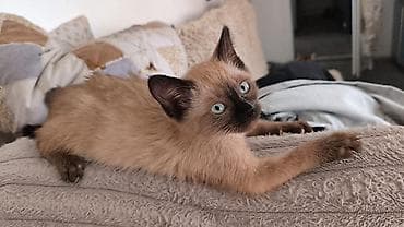 котята норвежской лесной кошки: ПРИЮТ КОТЯТА КОШКИ Возраст примерно 1,5-2месяца — уже самостоятельно — 8