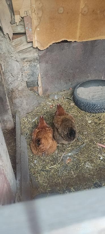 Тооктор, короздор: Сатам | Тооктор | Тебиштирүүчү | Көбөйтүү үчүн — 2