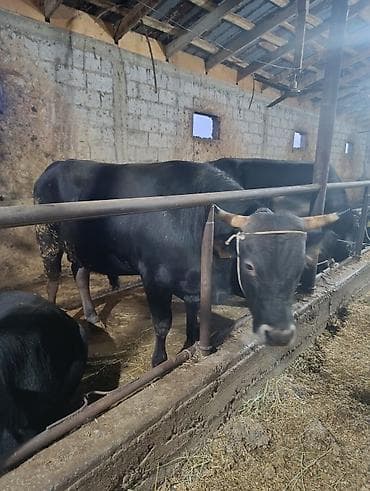 малинуа купить щенка: Продаю | Бык (самец) | На откорм | Привязанные — 3