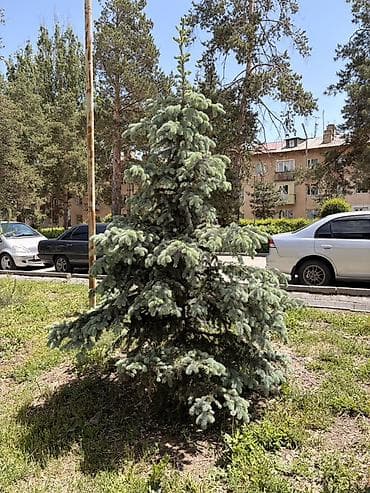 горить: Ель голубая (Picea pungens ‘Glauca’) для ландшафтного озеленения. - — 2