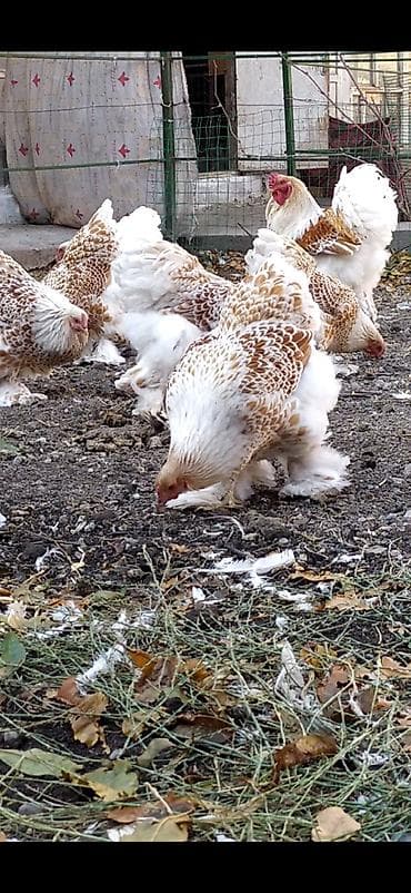 продаю инкубатор: Продаю | Куры, Инкубационные яйца | Брама | Для разведения — 4