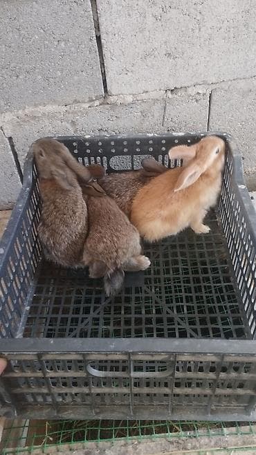 тун азык: Сатам | Коендун бөжөктөрү | Көбөйтүү үчүн | Асыл тукумдуу — 2