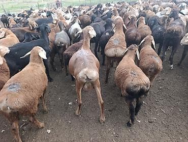 Животные: Продаю | Ягненок | Для разведения — 3