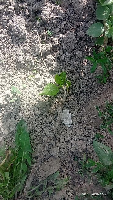 семена перес: Саженцы инжира (Ficus carica) - Вид: листопадный плодовый — 5