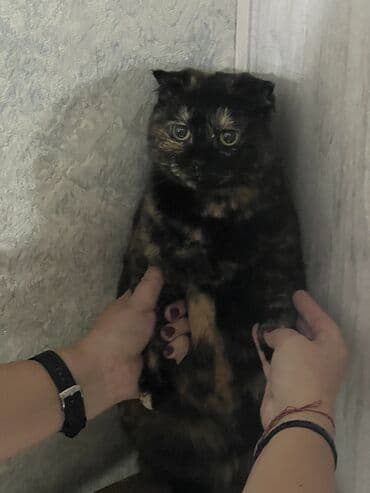 однокомнатная квартира в бишкек: 3 комнаты, 90 м², Элитка, 7 этаж, Евроремонт — 1