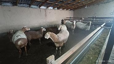 вьетнамские поросята: Продаю | Овца (самка) | Полукровка | Для разведения | Матка — 3