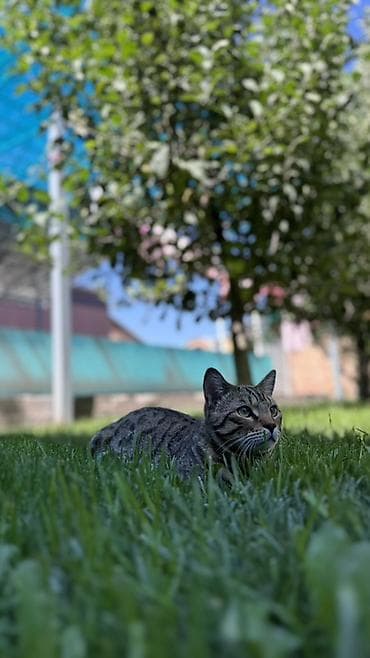 Үй жаныбарлары: 🐾 Продаётся бенгальский котик 🐱 Продаётся бенгальский кот окраса — 3
