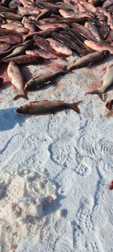 радужный фарель: Свежий — 5