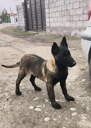 немецкую овчарку: Бельгийская овчарка, 3 месяца, Самец, С прививкой — 4