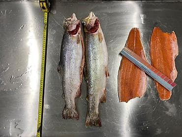 один штук: Форель радужная, потрошёная с головой свежа замарожиная — 1