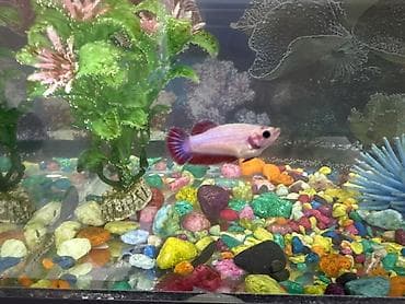 golden retriver: Бойцовые рыбки (Betta splendens) — разноцветные самцы и самки — 5