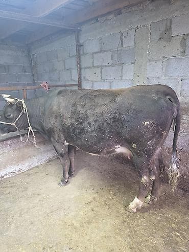 А/ч жаныбарлары үчүн тоюттар: Сатам | Уй (ургаачы) — 6