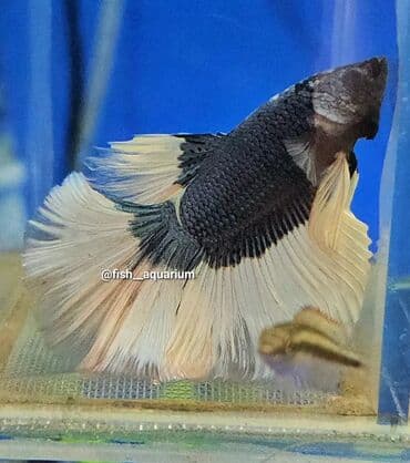 стерилизация кошек цена бишкек: Рыбки петушки Самцы Дамбо и другие цены разные Могут жить без — 3