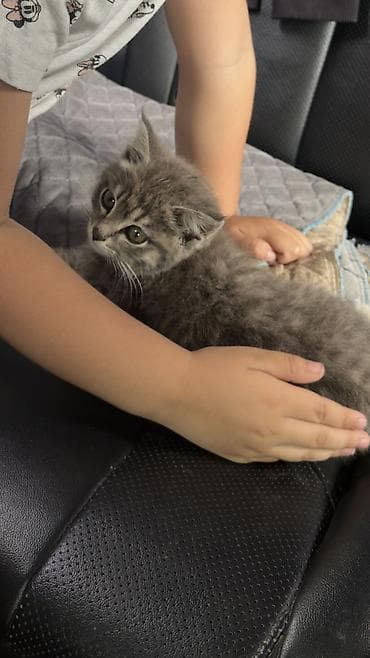 животные на продажу: Котенок. 2 -3 месяца. Плюшевая короткая шерсть, крупные серые глаза — 2