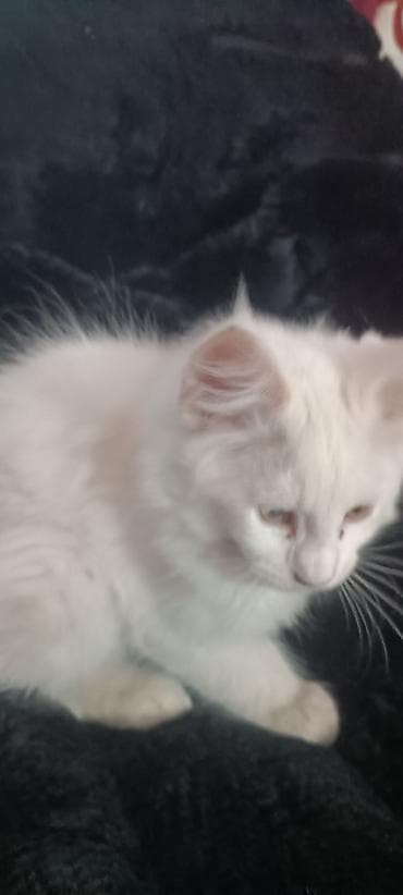 бишкек кошка: Мейнкуны ♥️♥️♥️ Продаётся Чистокровный, Эксклюзивный котик Мейн-Кун🥰 — 2