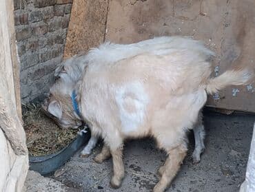 эчки бишкек: Сатам | Теке (эркек) — 2