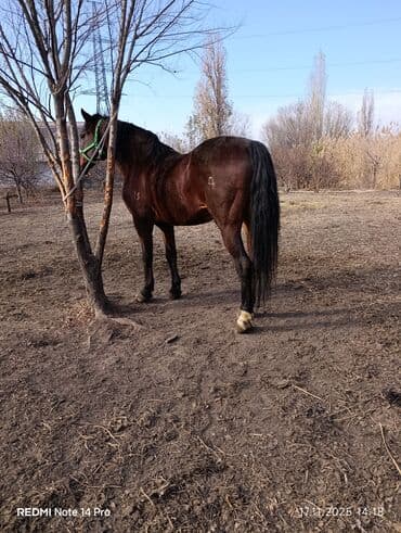 серебристая шиншилла: Продаю | Жеребец | Рабочий | Племенные — 3