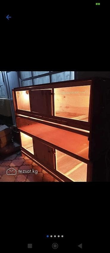 суточные циплята: Брудеры универсальные для цыплят утят гусят индюшат фазанов павлинов — 3