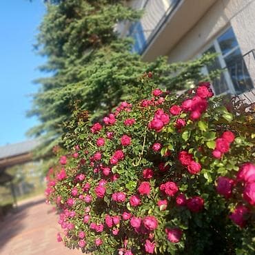 деревянные ящики купить: Беседка Дерево — 1