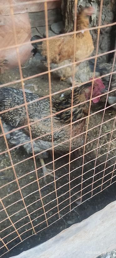 Тооктор, короздор: Сатам | Тооктор | Тебиштирүүчү | Көбөйтүү үчүн — 6