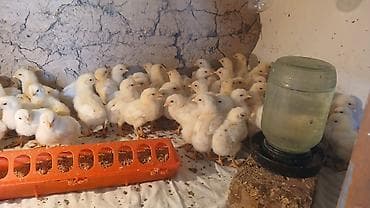 сколько стоит яйцо павлина: Птицы — 7