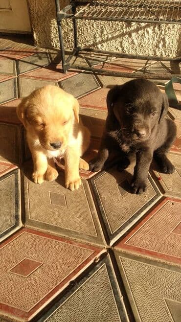 отдам даром щенка маленькой породы: Щенки лабрадора-ретривера - Окрас: палевый и черный - Возраст: щенки — 1