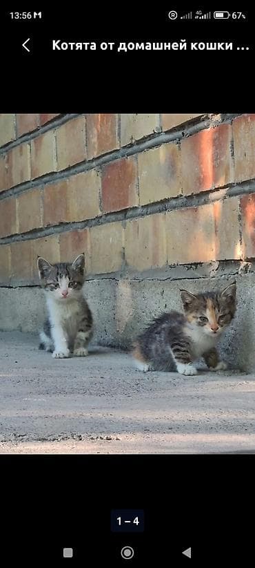 белые кошки: Котенок около месяца возраст.Две задние лапки не работают.Помогите — 1