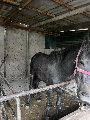 собаки немецкая овчарка: Продаю | Конь (самец) | Рабочий — 7