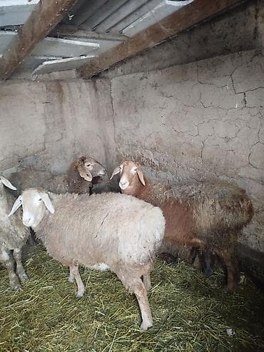 А/ч жаныбарлары үчүн тоюттар: Сатам | Ургаачы кой (ургаачы) | Көбөйтүү үчүн | Ургаачы — 2