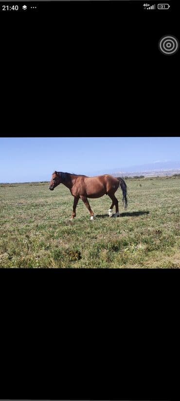 купить собаку доберман в бишкеке: Продаю | Жеребец | Полукровка, Дончак | Для разведения, Конный спорт | Племенные, Осеменитель — 1