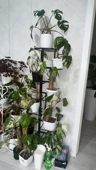 купить комнатные цветы в бишкеке: Комнатные декоративные растения в кашпо 1) Толстянка (Crassula ovata — 19