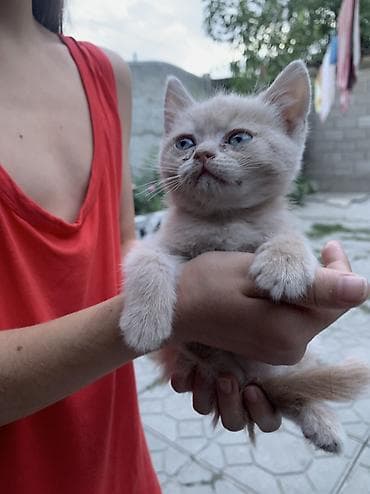 кошки отдам даром: Отдаю котиков в хорошие руки,2 мальчика и 2 девочки,хорошие — 1