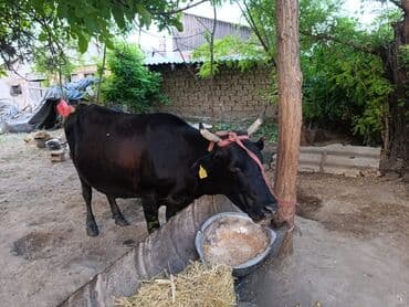 продаю музоо торпок корова самка бык самец айрширская ангус алатауская на забой для разведения на откорм племенные нетель привязанные: Сатам | Уй (ургаачы), Кунаажын | Швиц, Симментал, Голштин | Кунажын, Бооз — 11
