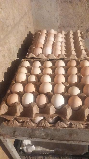 Мясная продукция: Адилер тоок жумурткалар - Натуральные яйца от несушек, корм — — 1